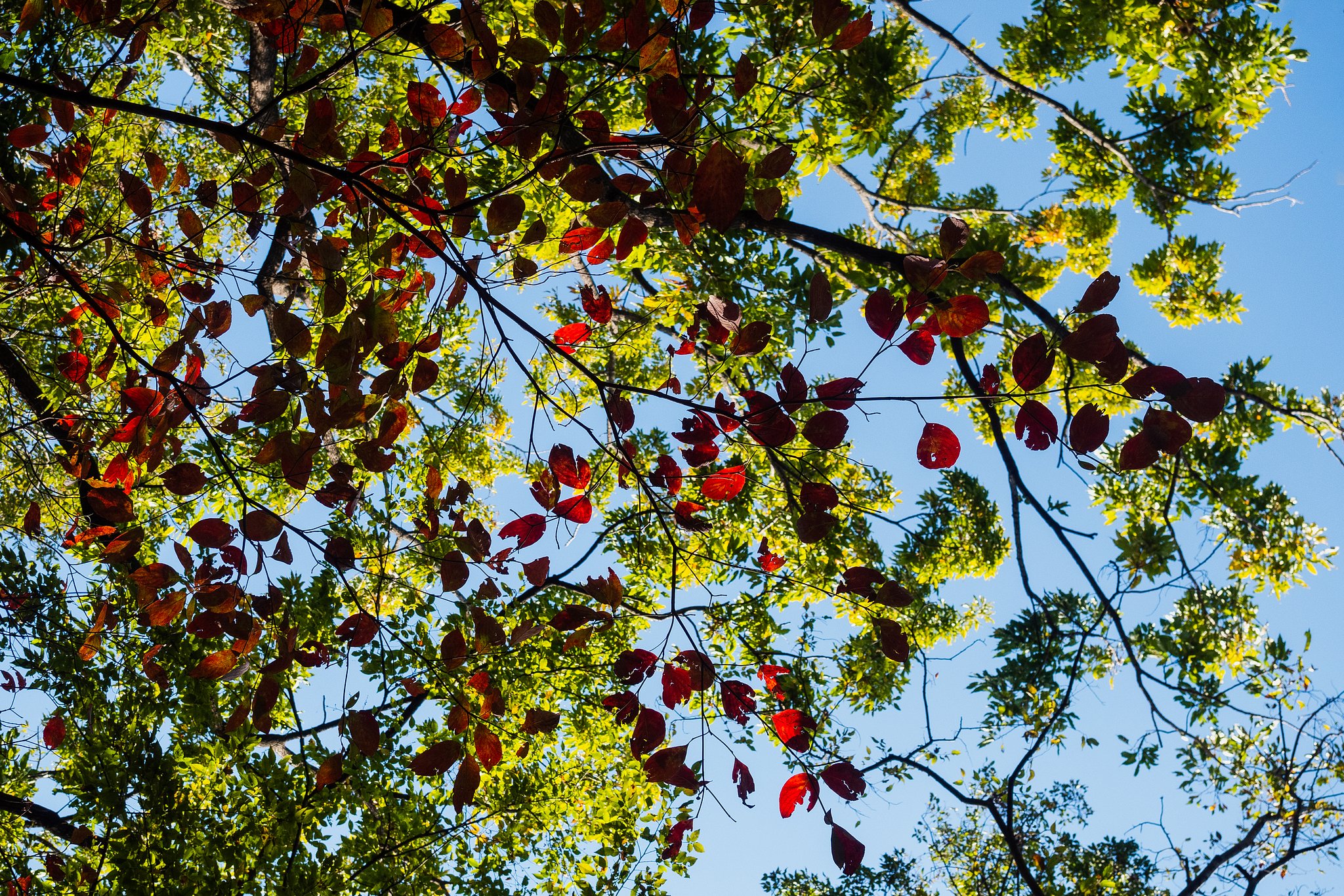 M.ZUIKO 12-40mm F2.8 PRO