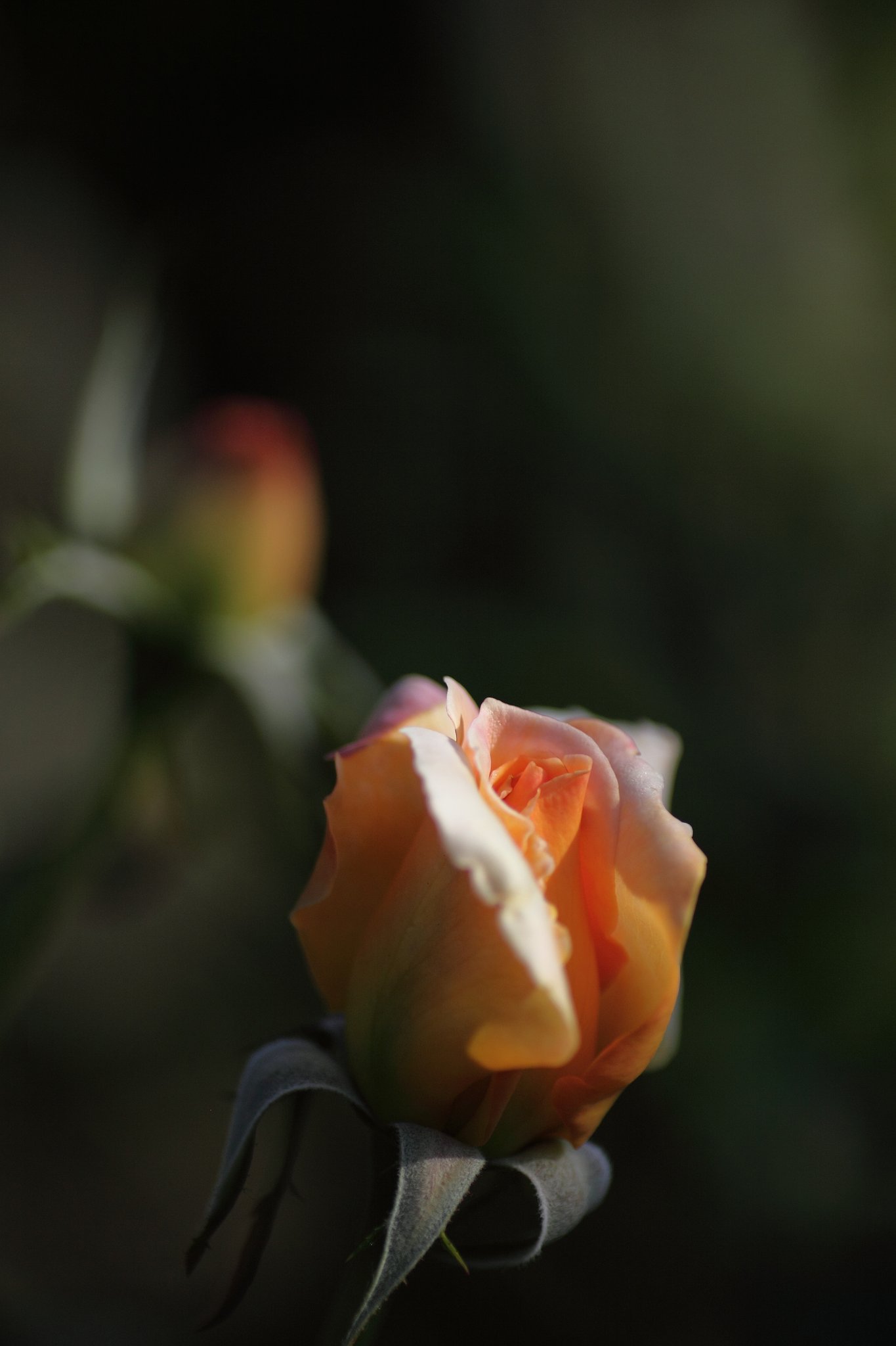 Tamron 90mm f2.8 macro 172E