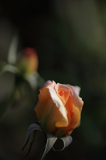 Tamron 90mm f2.8 macro 172E