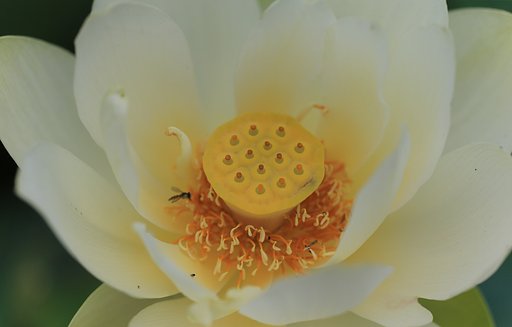 美味しそうな花托