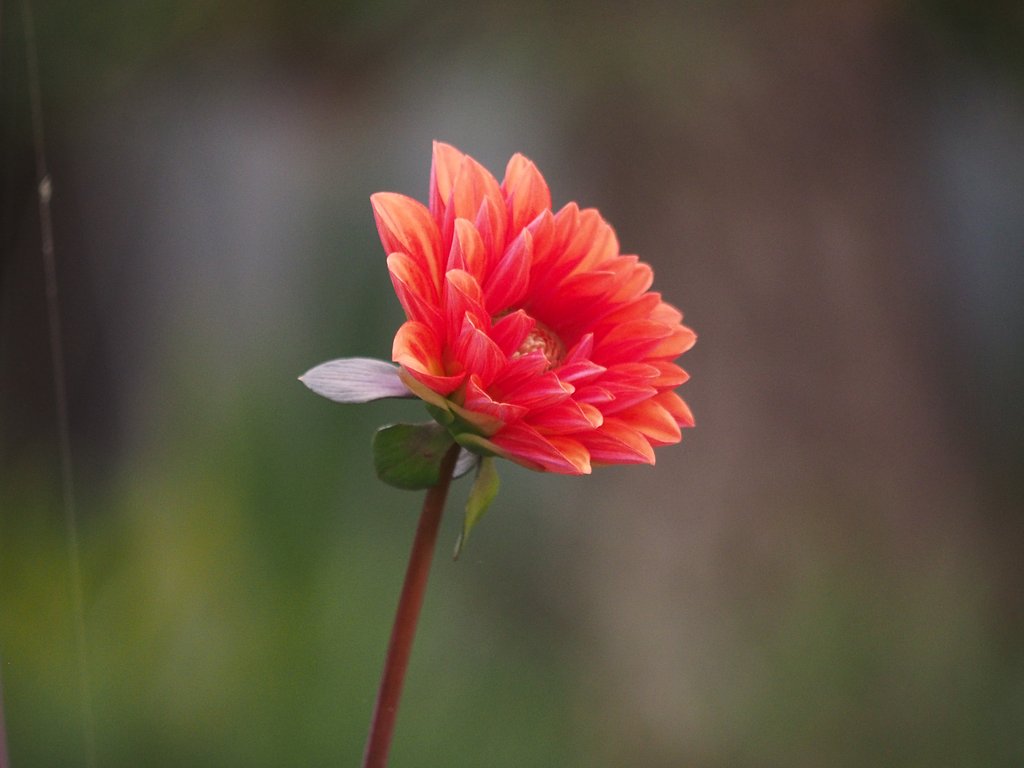 Lumix G  VARIO 45-200mm F4-5.6