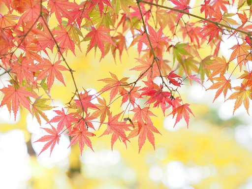 ◎Pana-LEICA DG NOCTICRON 42.5mm/F1.2 ASPH.