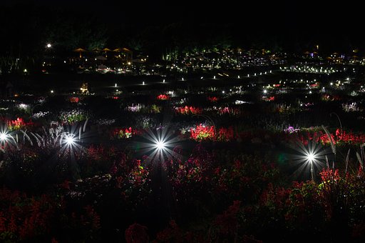 花博の夜