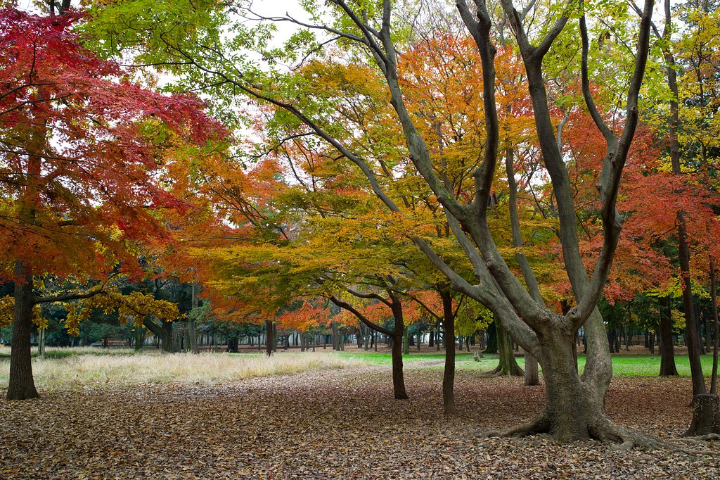 Leica Elmart 28mm F2.8 ASPH