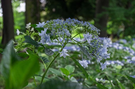 紫陽花の季節
