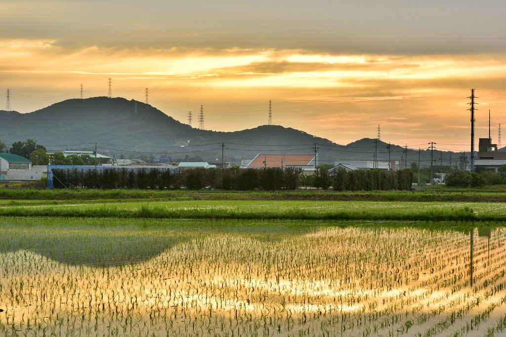 田植え完了