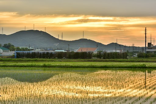 田植え完了