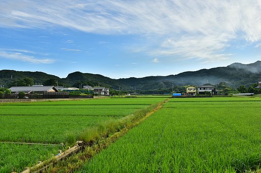 緑の絨毯