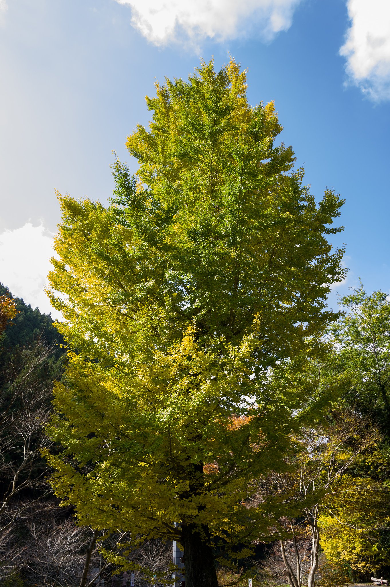 徳地