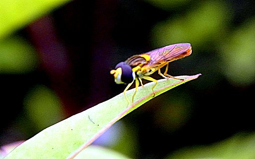 【好きなもの】小さいな物を大きく撮る