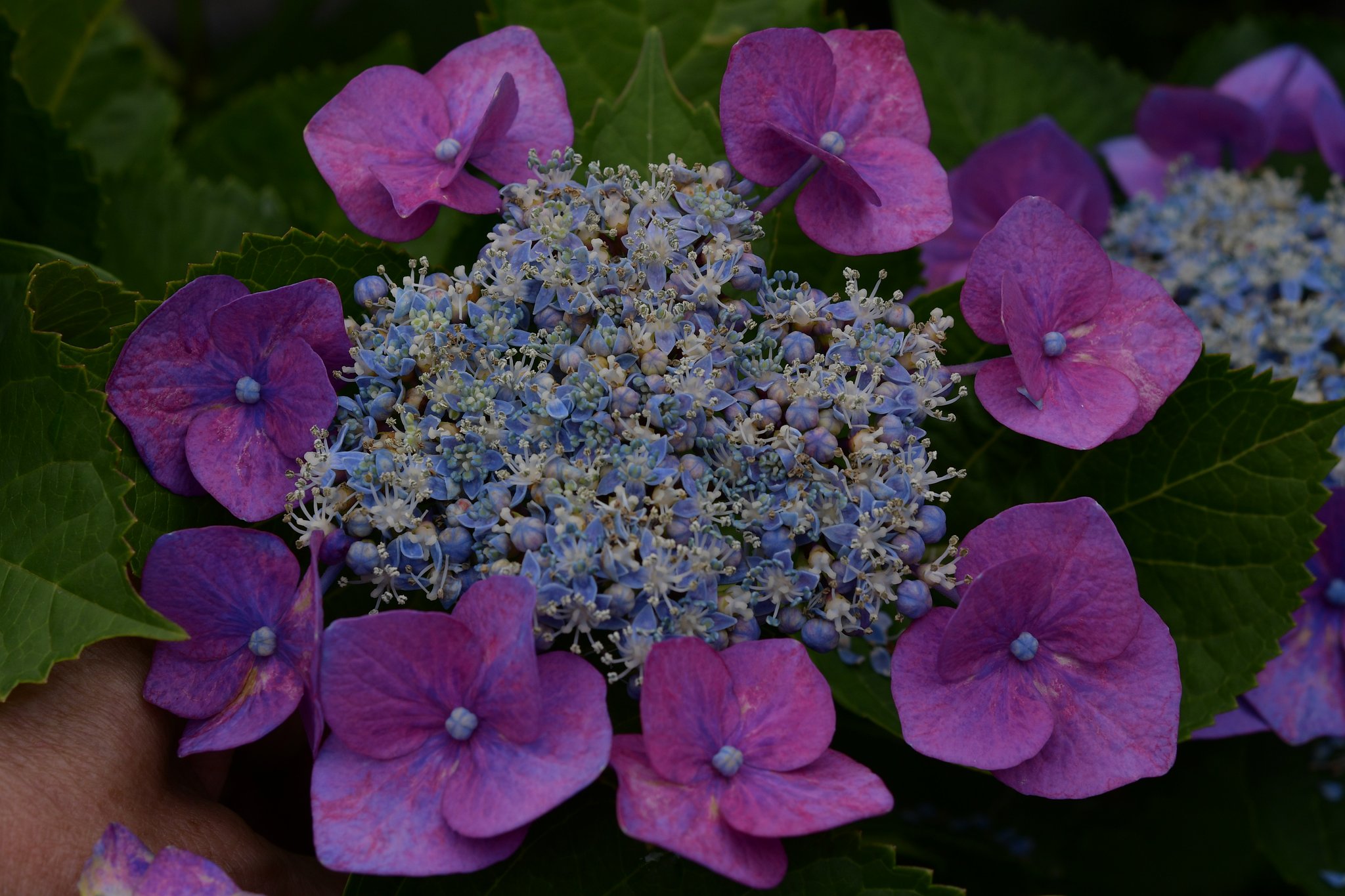 紫陽花