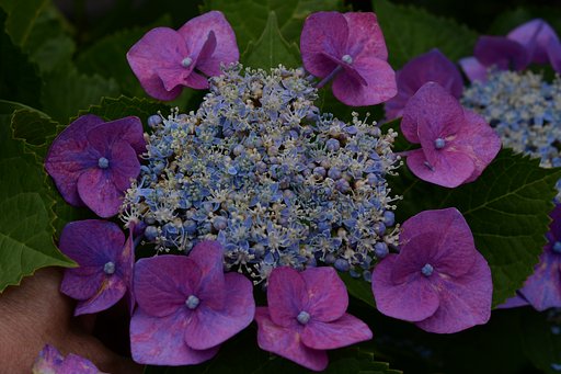 紫陽花