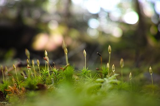小人の森