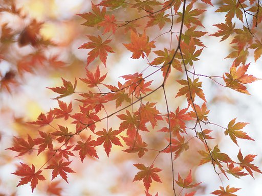 秋を漉く