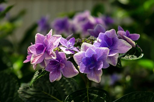 稲沢あじさいまつり