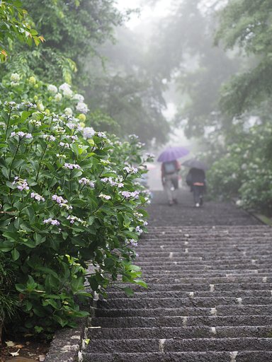 雨に煙るあじさい坂