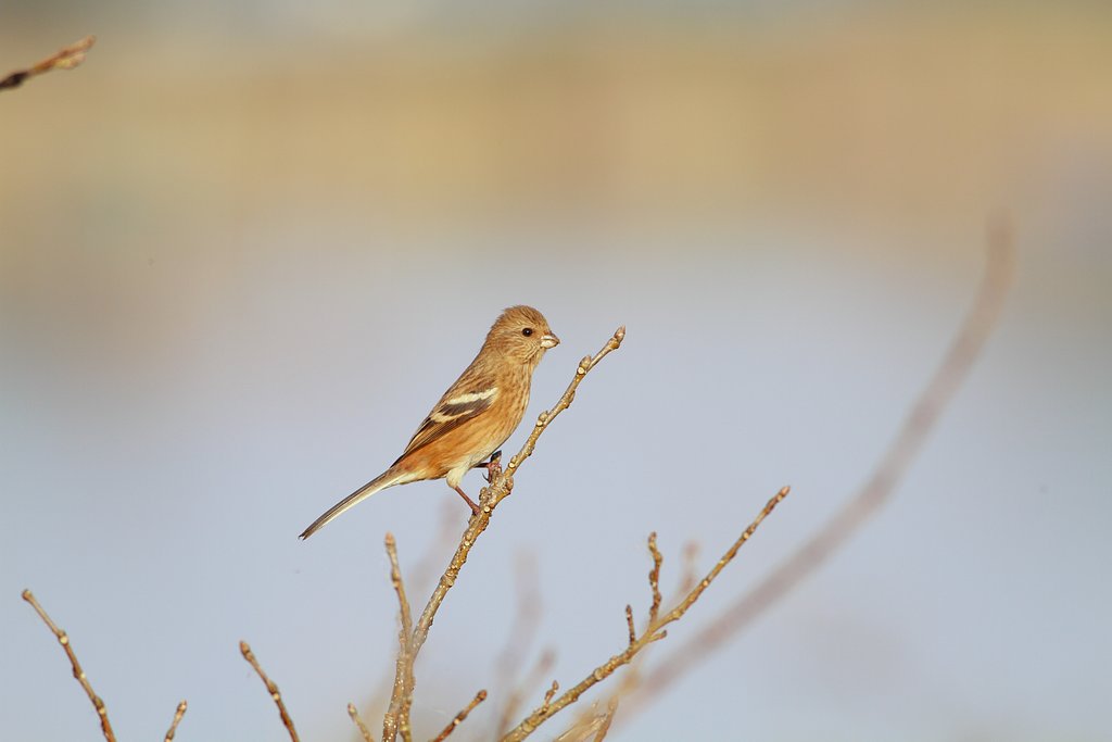 ベニマシコ♀