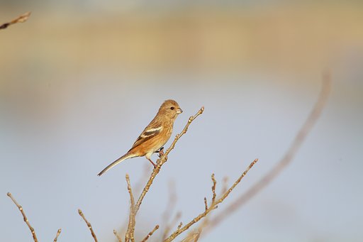 ベニマシコ♀