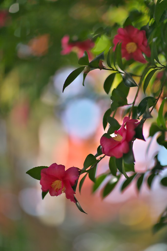 EF85mm F1.2LⅡ
