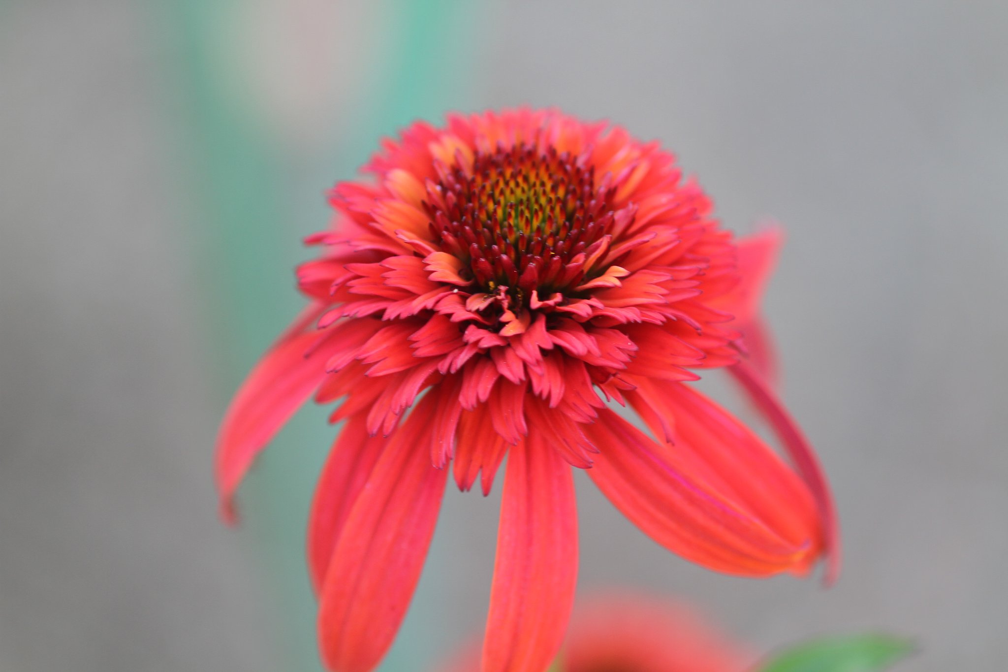 EF100mm F2.8 macro
