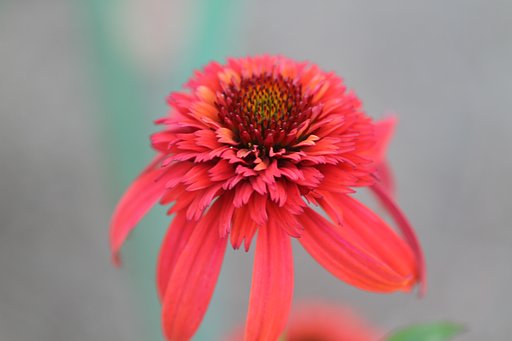 EF100mm F2.8 macro