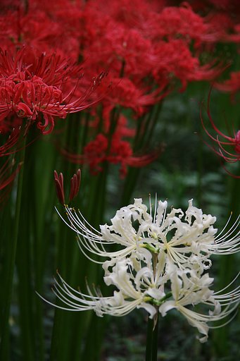 【円】曼珠沙華