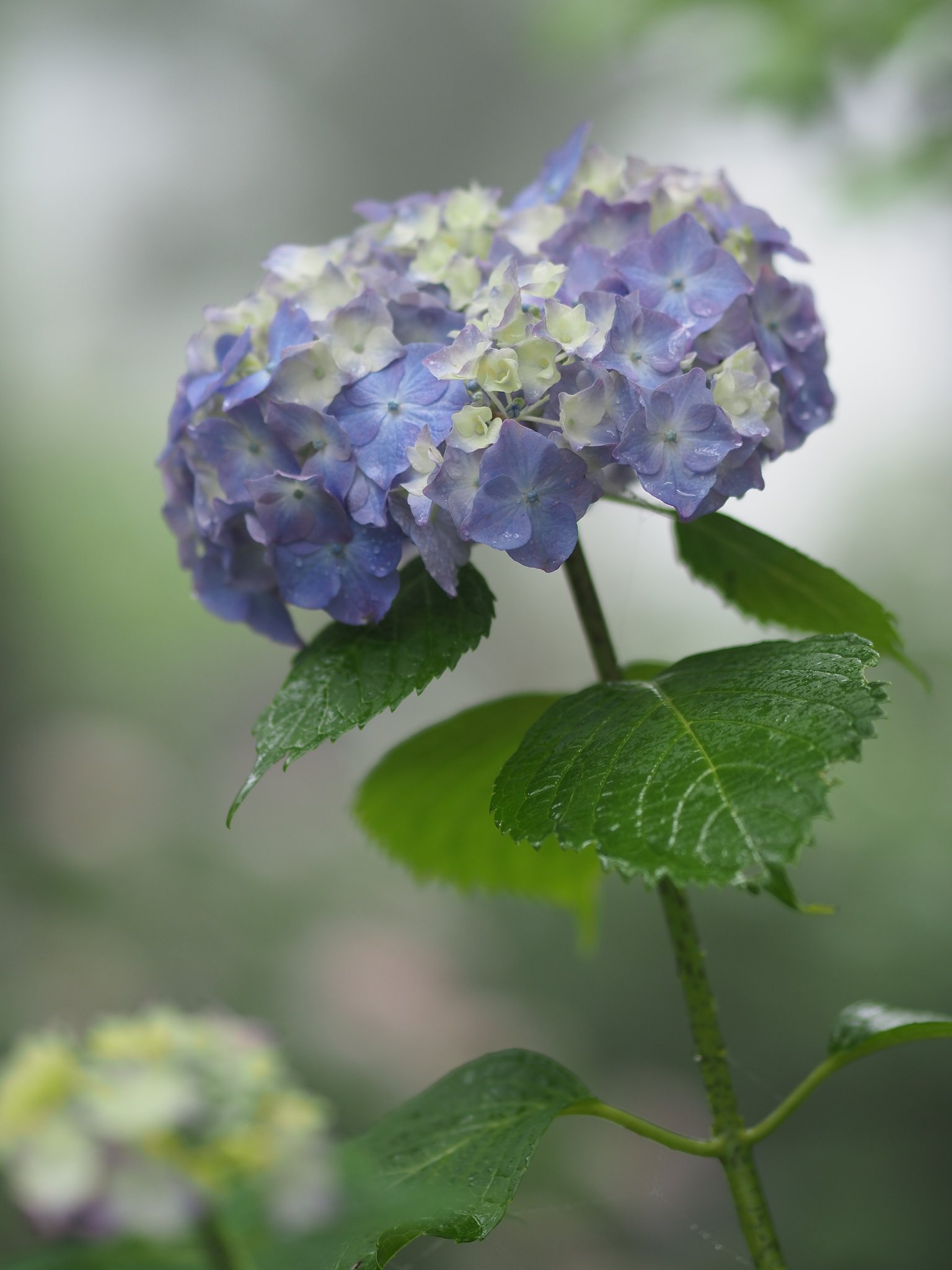◎M.ZUIKO DIGITAL ED 75mm/F1.8