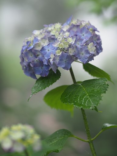 ◎M.ZUIKO DIGITAL ED 75mm/F1.8