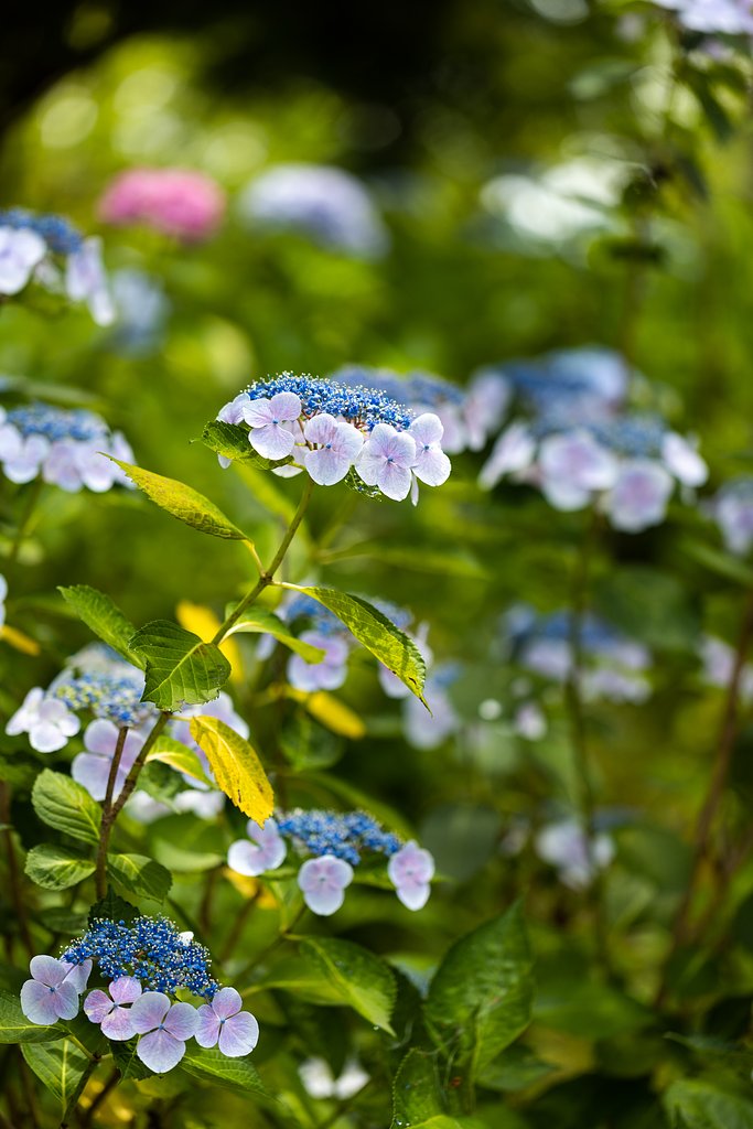 EF100mm f/2.8L Macro IS USM