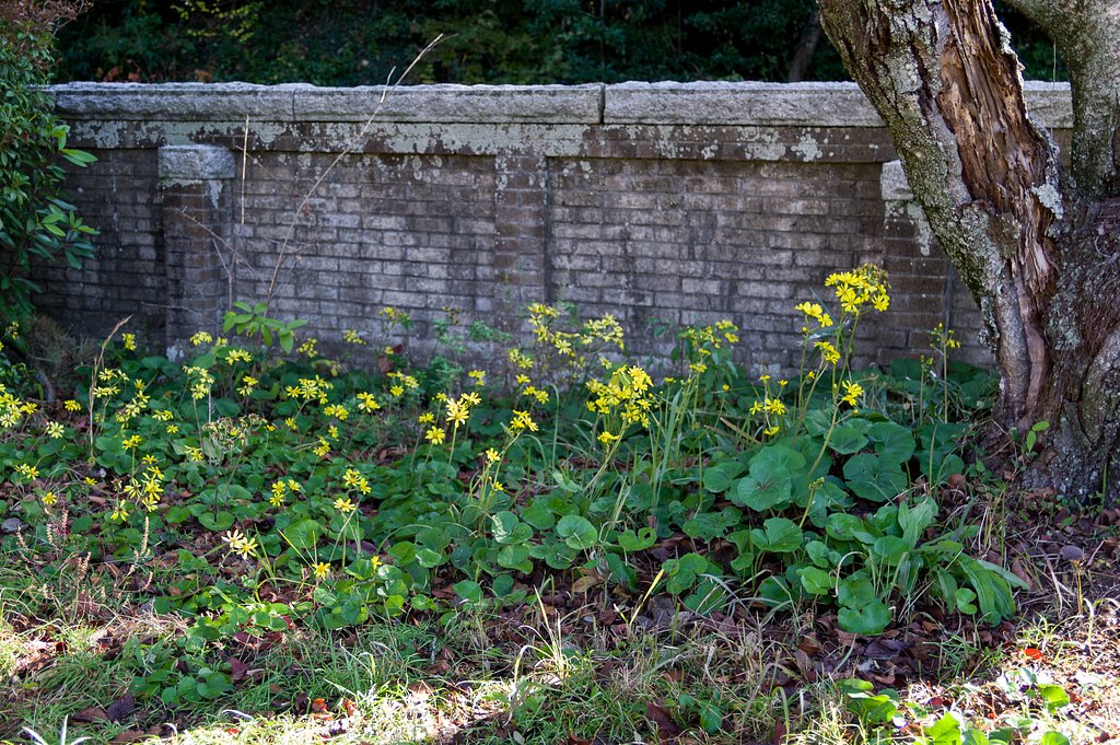 SIGMA 17-50mm F2.8 EX DC HSM 