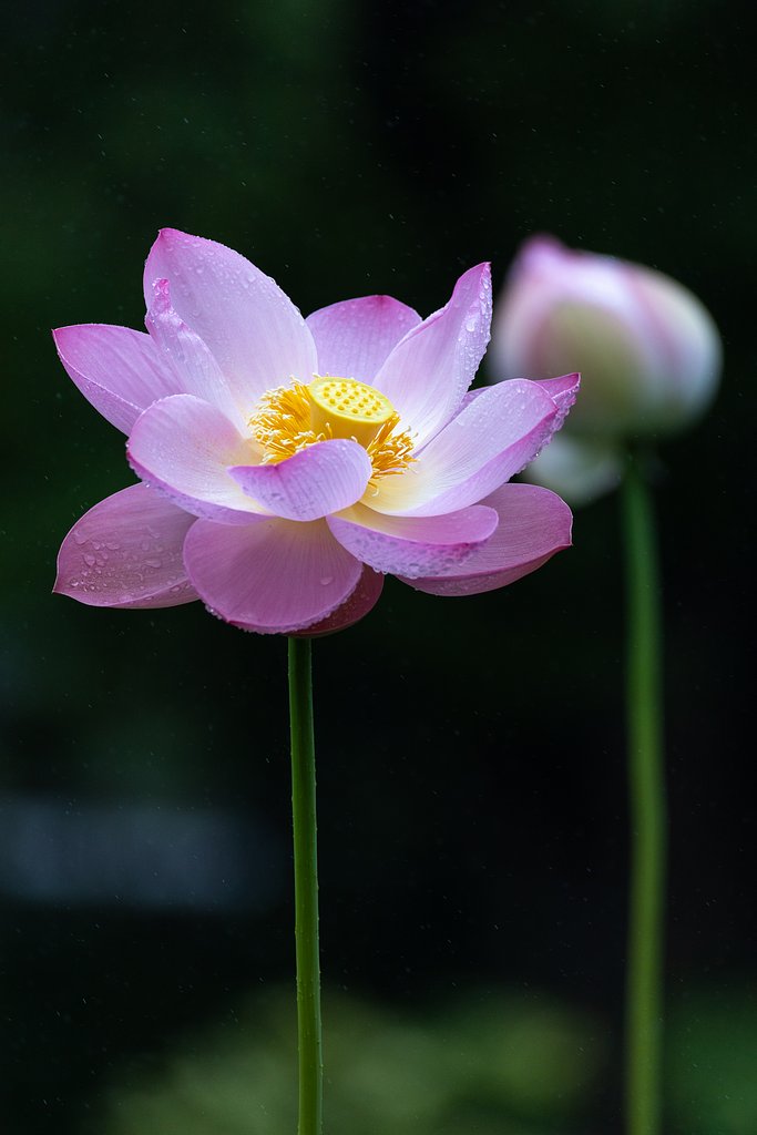 EF100-400mm f/4.5-5.6L IS USM