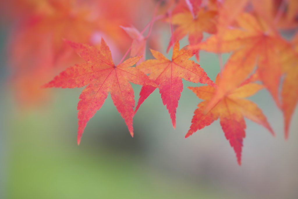 Tamron 90mm F2.8  Macro  F017