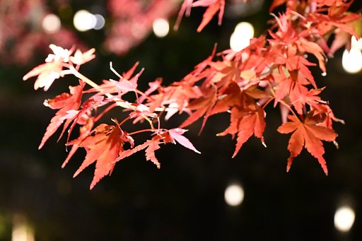 紅葉ライトup