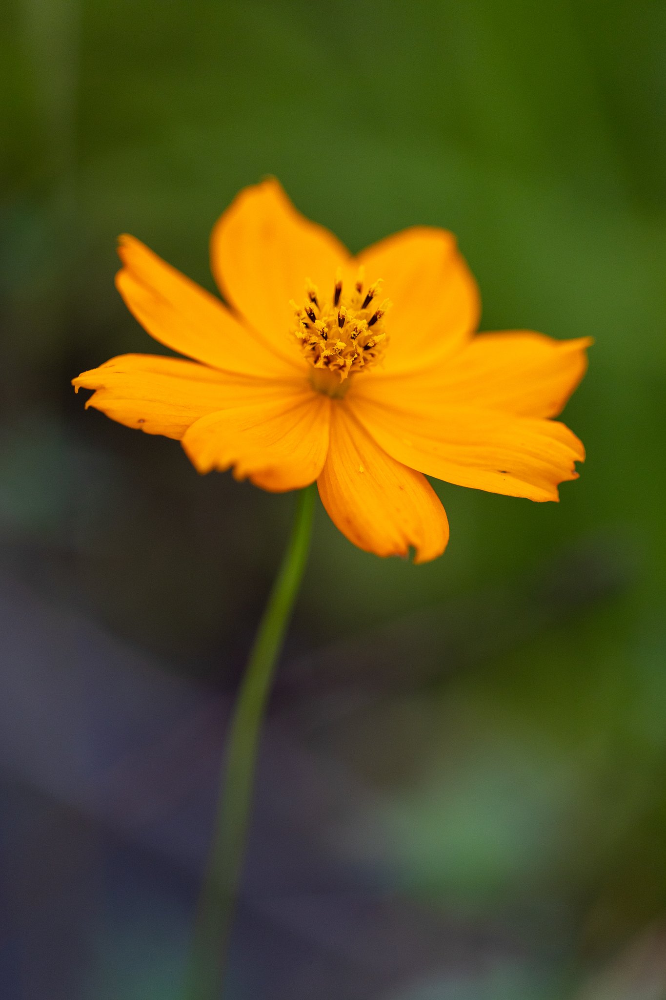 EF100mm f/2.8L Macro IS USM