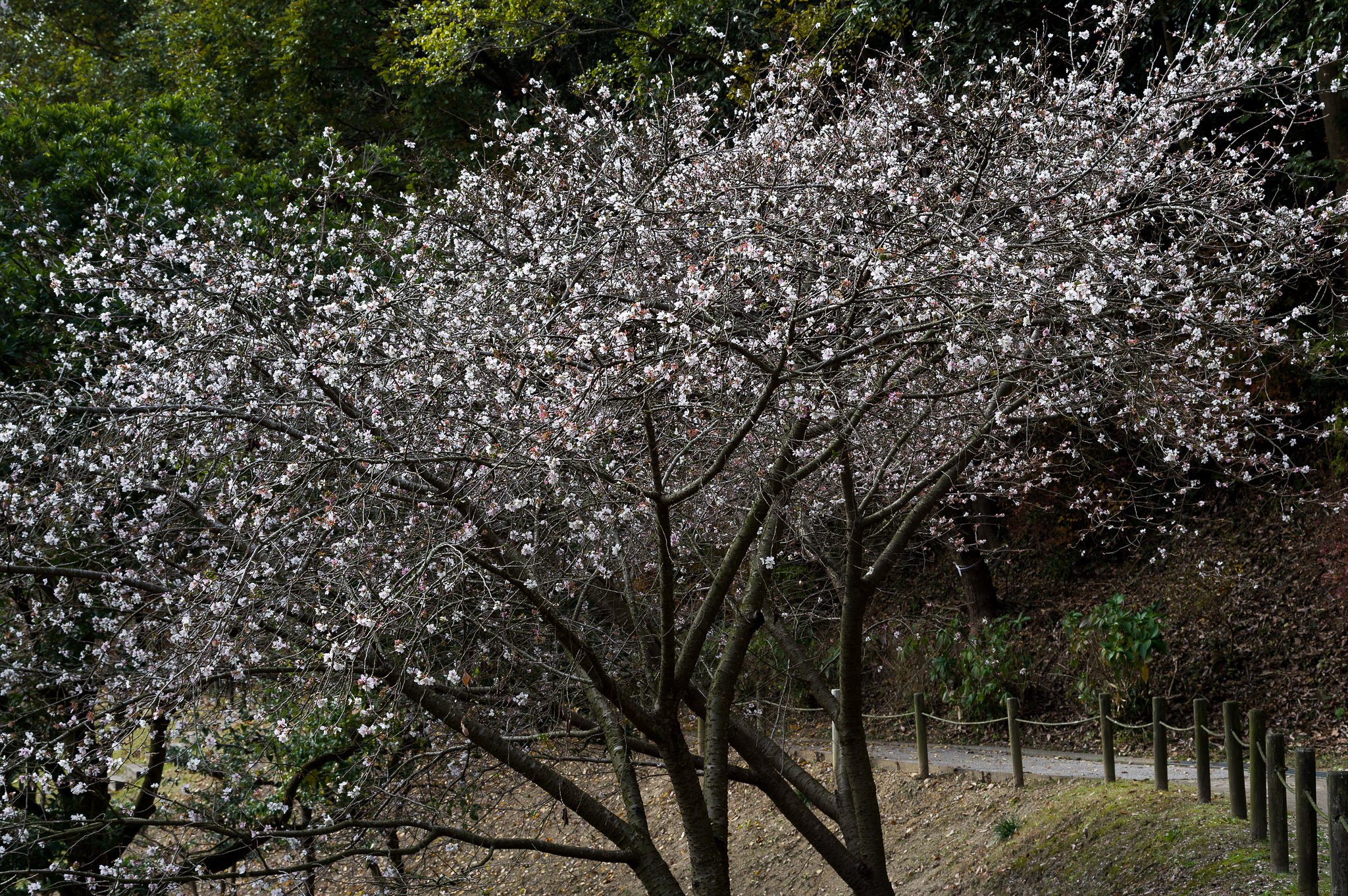 PENTAX-DA 50mmF1.8