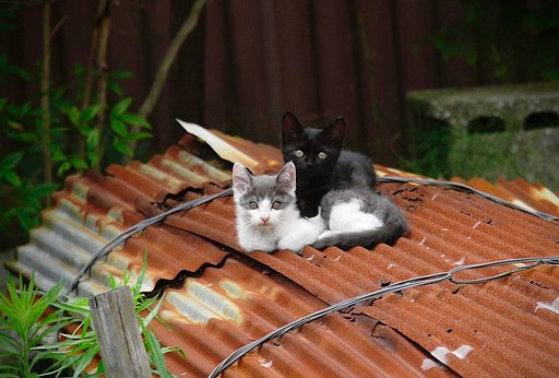 野良猫