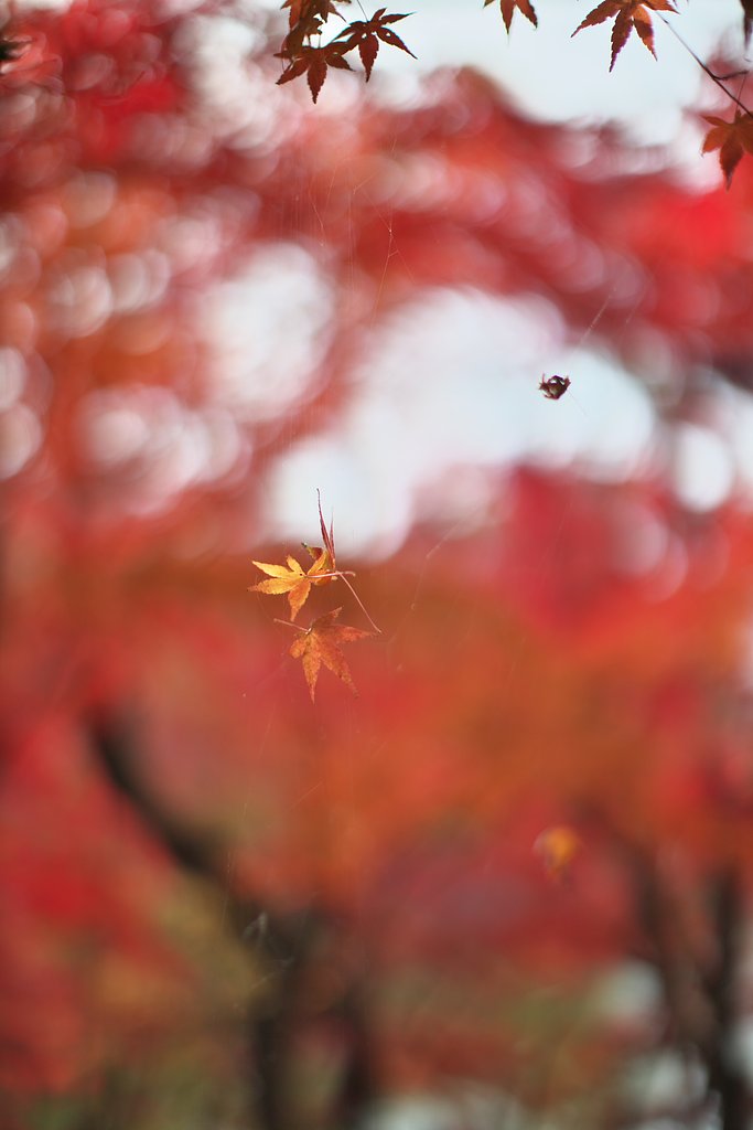 EF50mm F1.2 L