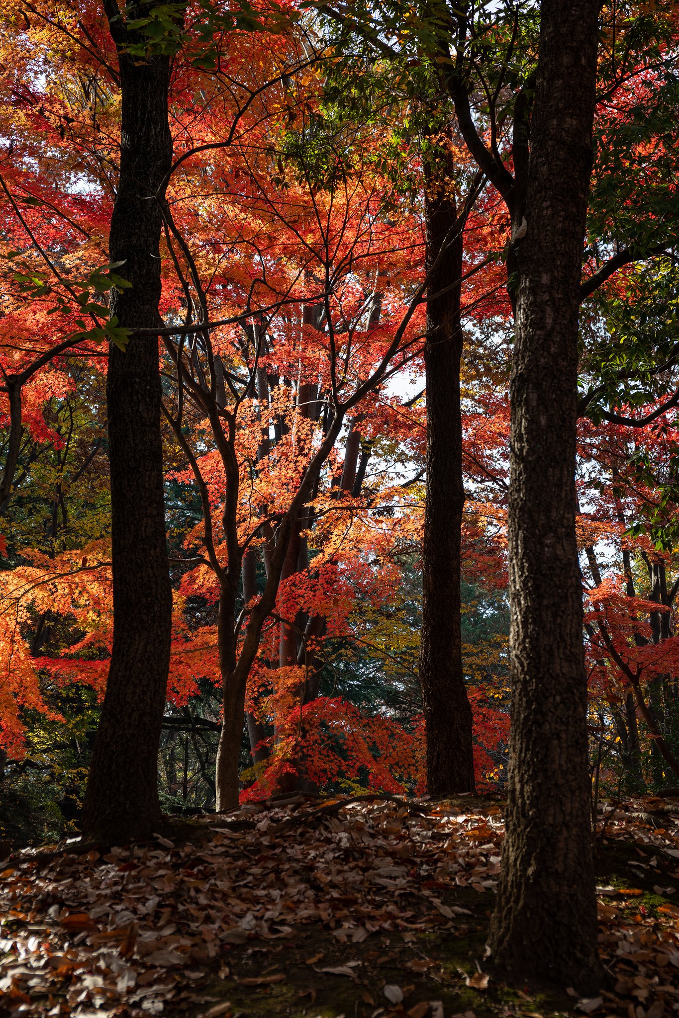 EF24-70mm f/4L IS USM