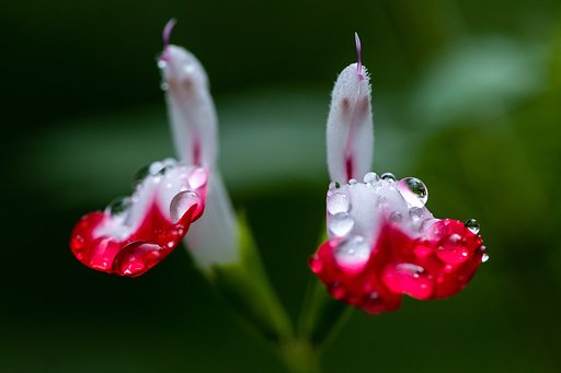 EF180mm f/3.5L Macro USM
