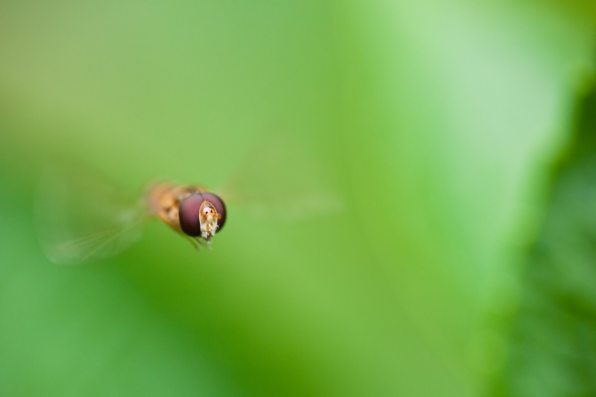 TAMRON SP AF 90mm F/2.8 MACRO1:1 172E