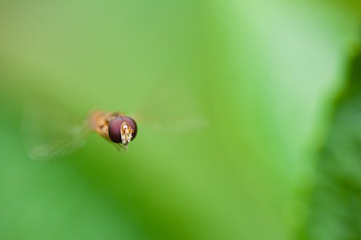 TAMRON SP AF 90mm F/2.8 MACRO1:1 172E