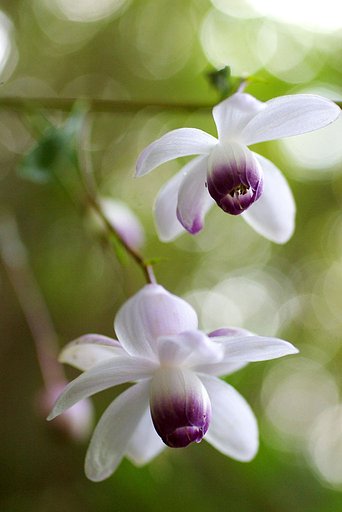 蓮華升麻
