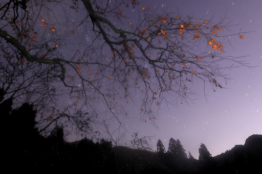 柿の木（夜）