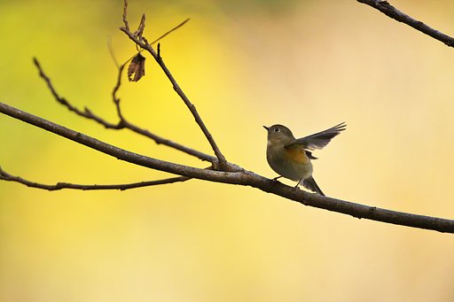 ルリビタキ♀
