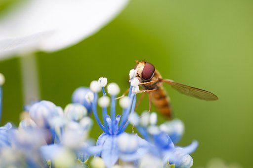 TAMRON SP AF 90mm F/2.8 MACRO1:1 172E