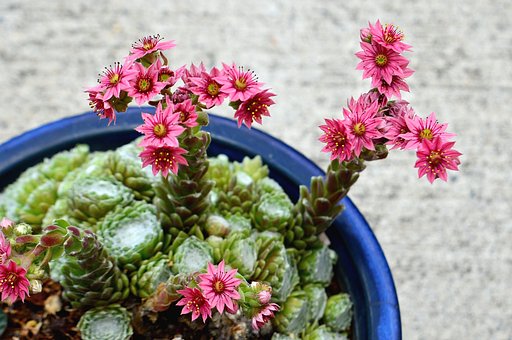 花盛り