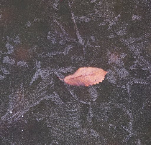 1月16日の写真