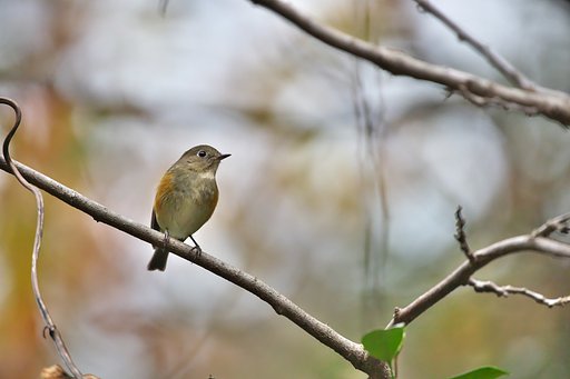 ルリビタキ♀