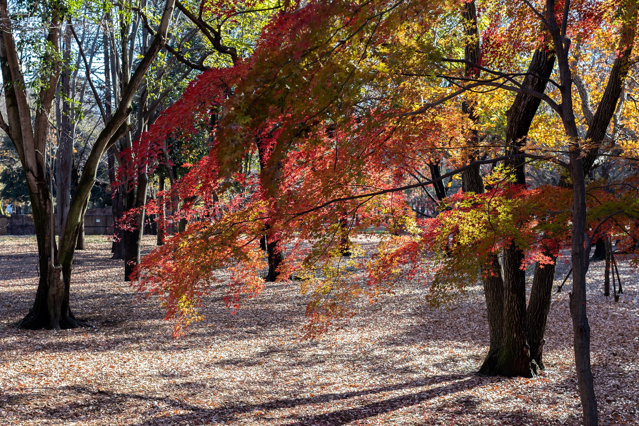 EF50mm f/1.2L USM