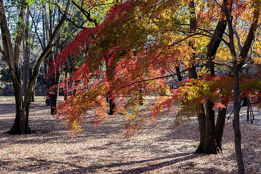 EF50mm f/1.2L USM